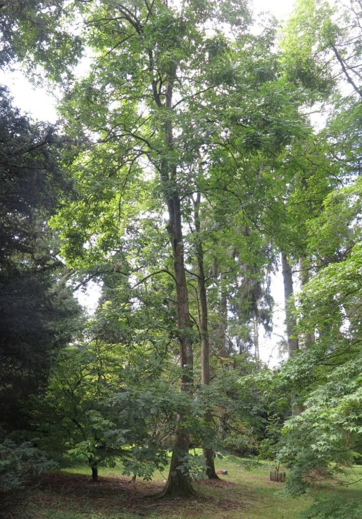 Shellbark Hickory - Carya laciniosa