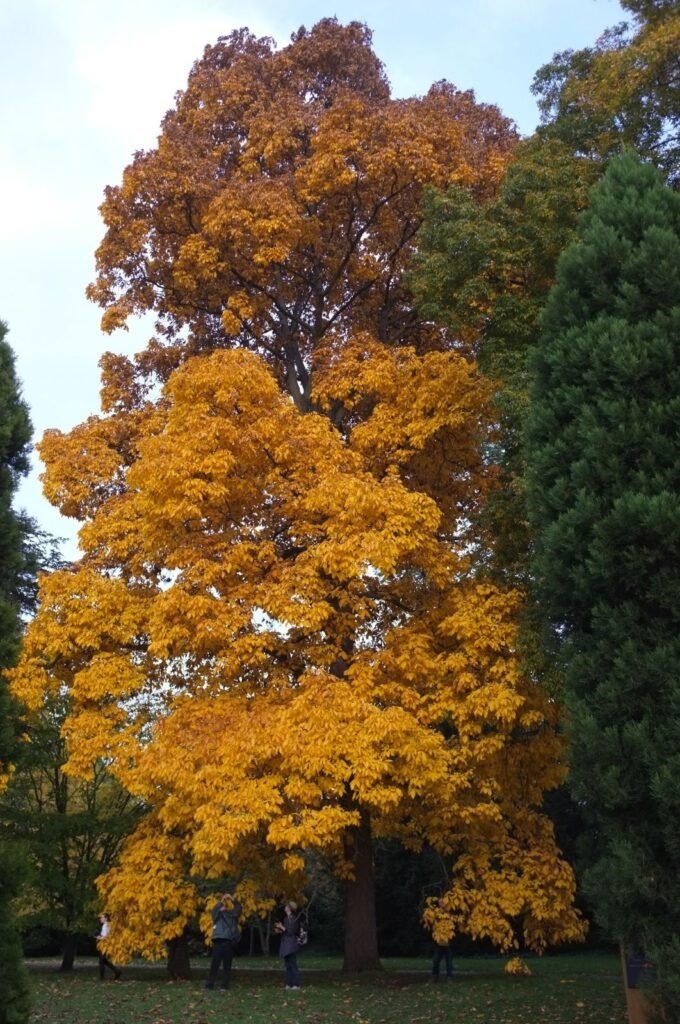 Shagbark Hickory - Carya ovata