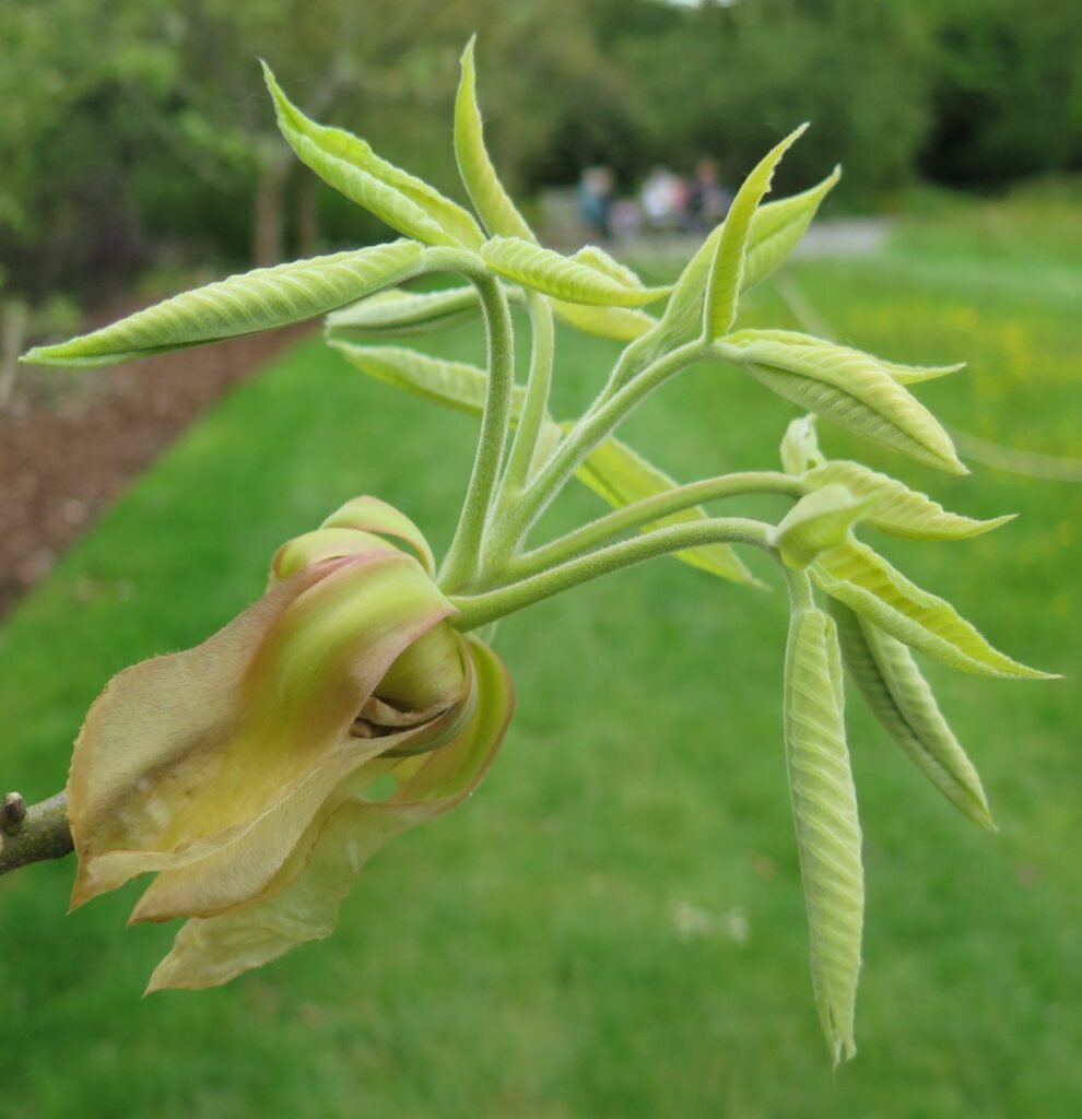 Shagbark Hickory - Carya ovata