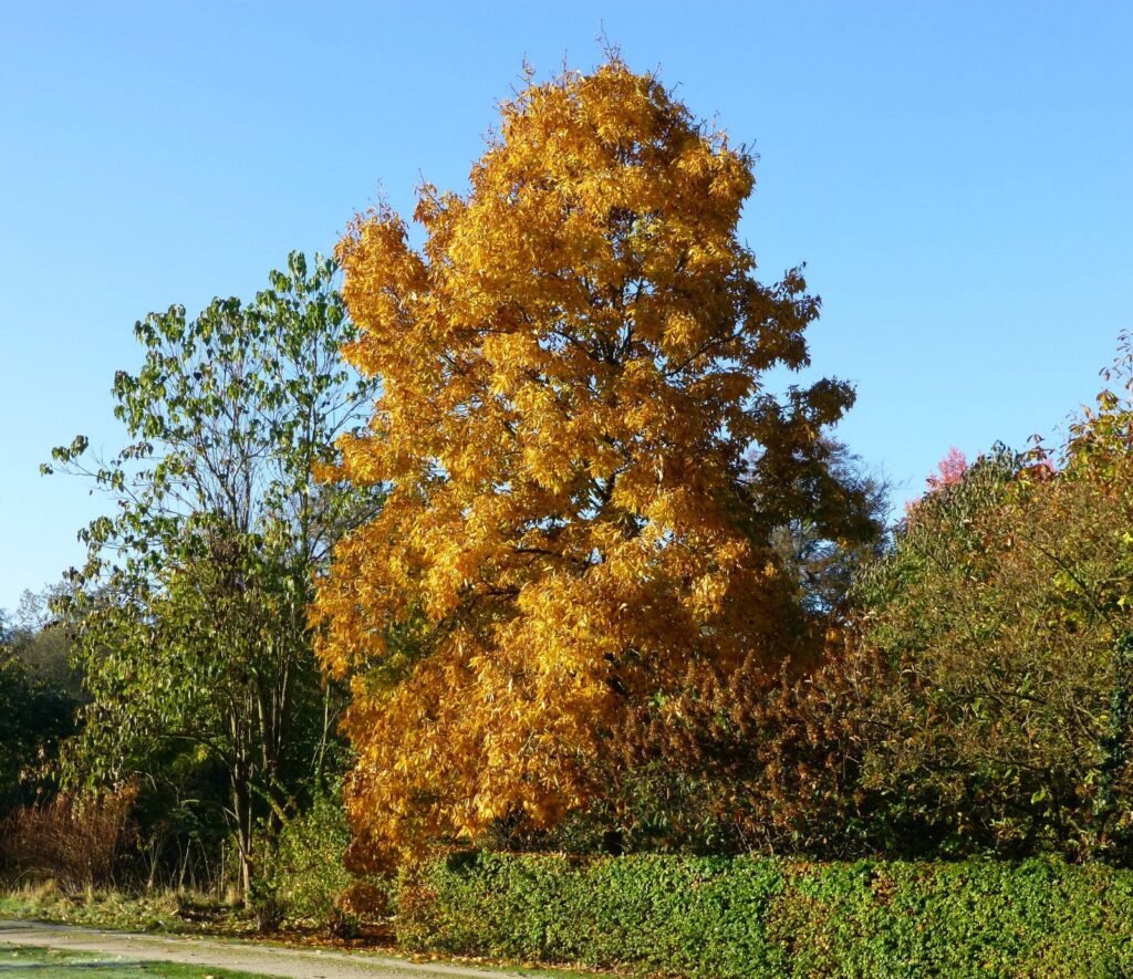 Shagbark Hickory - Carya ovata