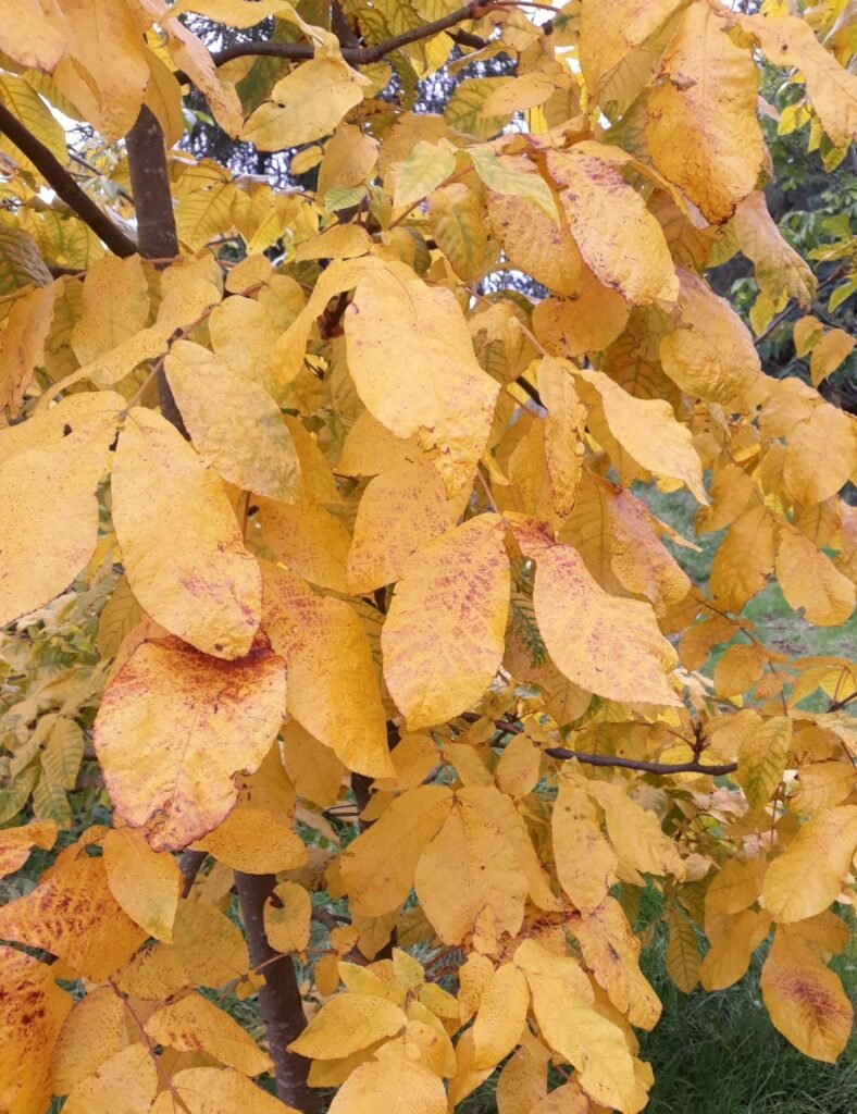 Mockernut Hickory - Carya tomentosa