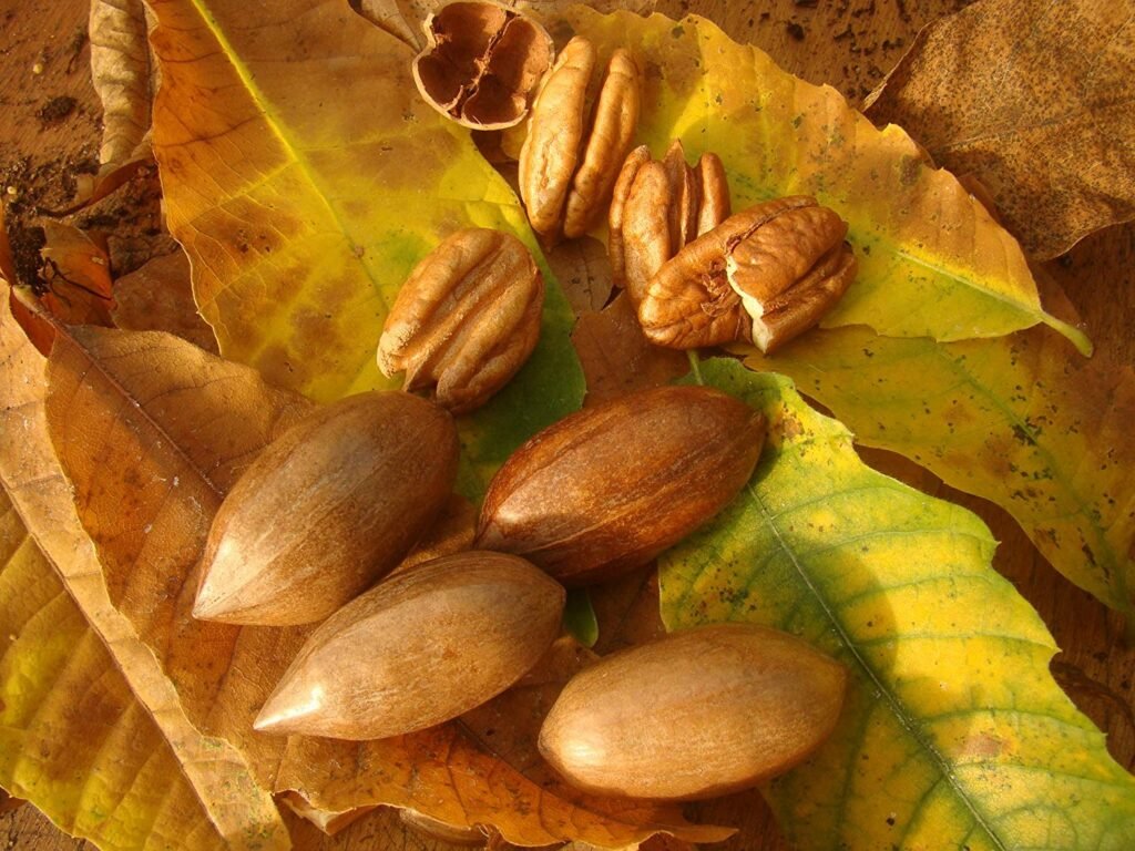 Pecan - Carya illinoinensis