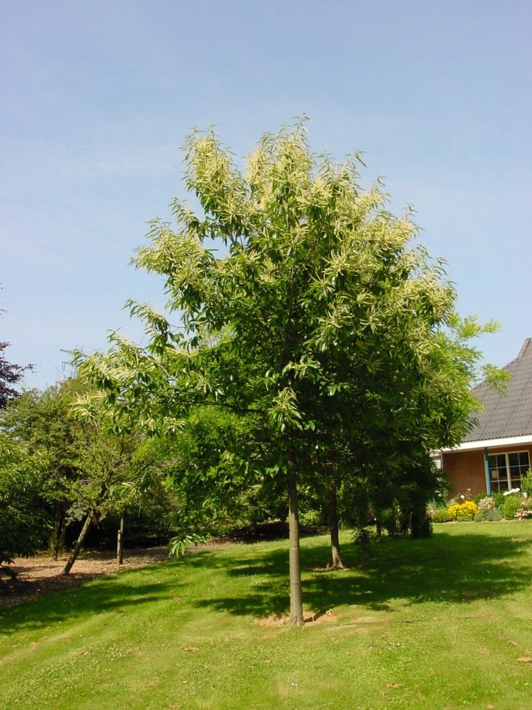 Sweet Chestnut - Castanea sativa