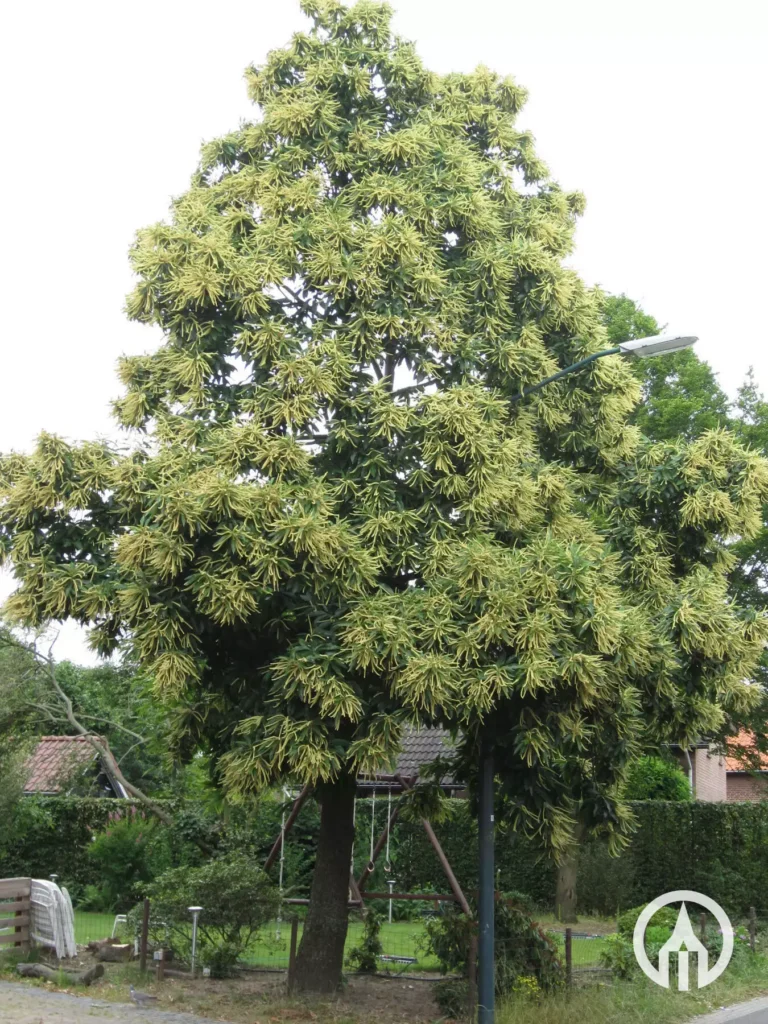 Sweet Chestnut - Castanea sativa