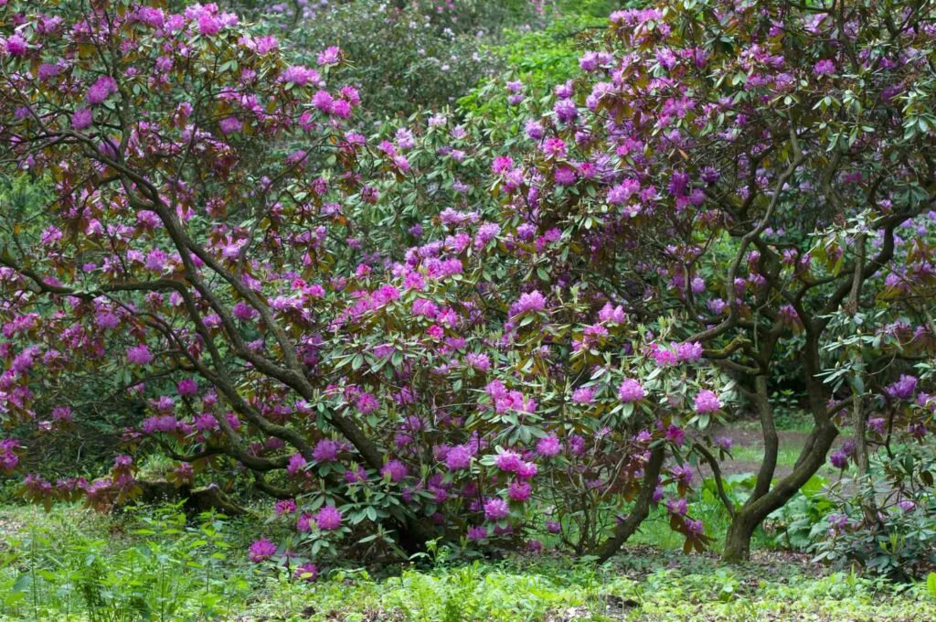 Catawba rosebay - Rhododendron Catawbiense