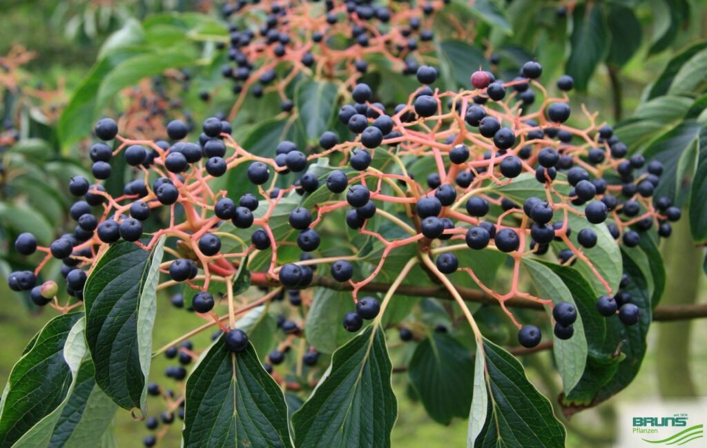 Giant Dogwood - Cornus controversa