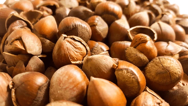 Siberian Filbert - Corylus heterophylla