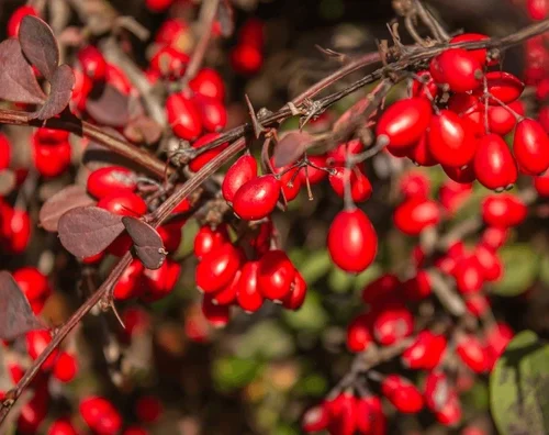 How to grow Japanese Barberry (Berberis thunbergii)
