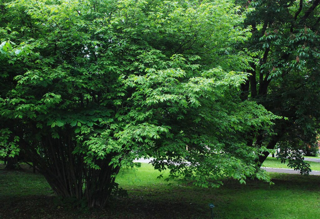 Siberian Filbert - Corylus heterophylla
