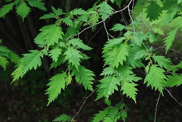 Siberian Filbert - Corylus heterophylla