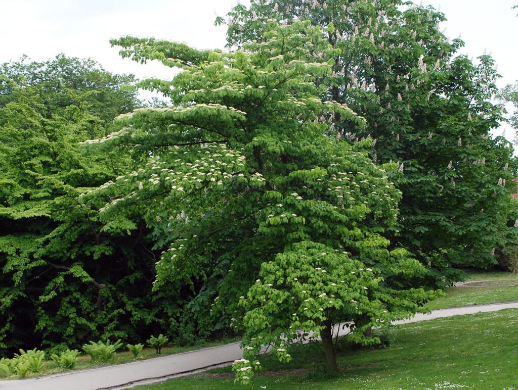 Giant Dogwood - Cornus controversa