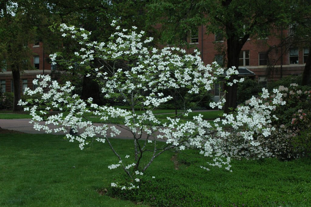 Flowering Dogwood - Cornus florida