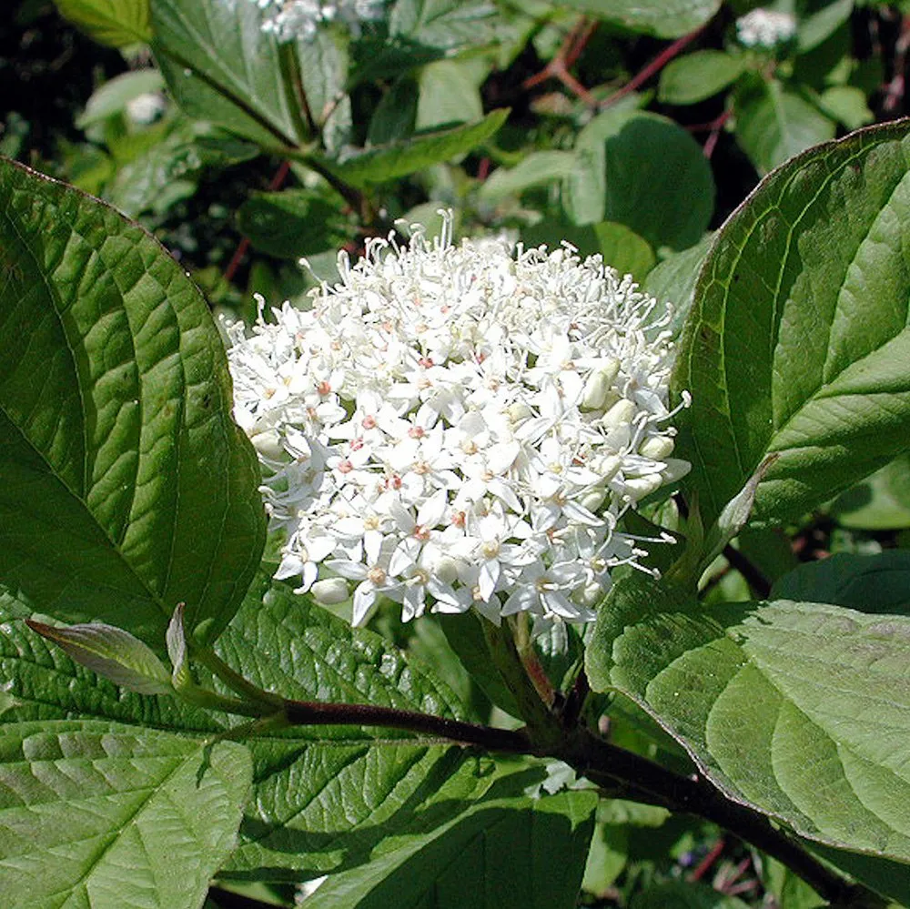 Tartarian Dogwood - Cornus alba