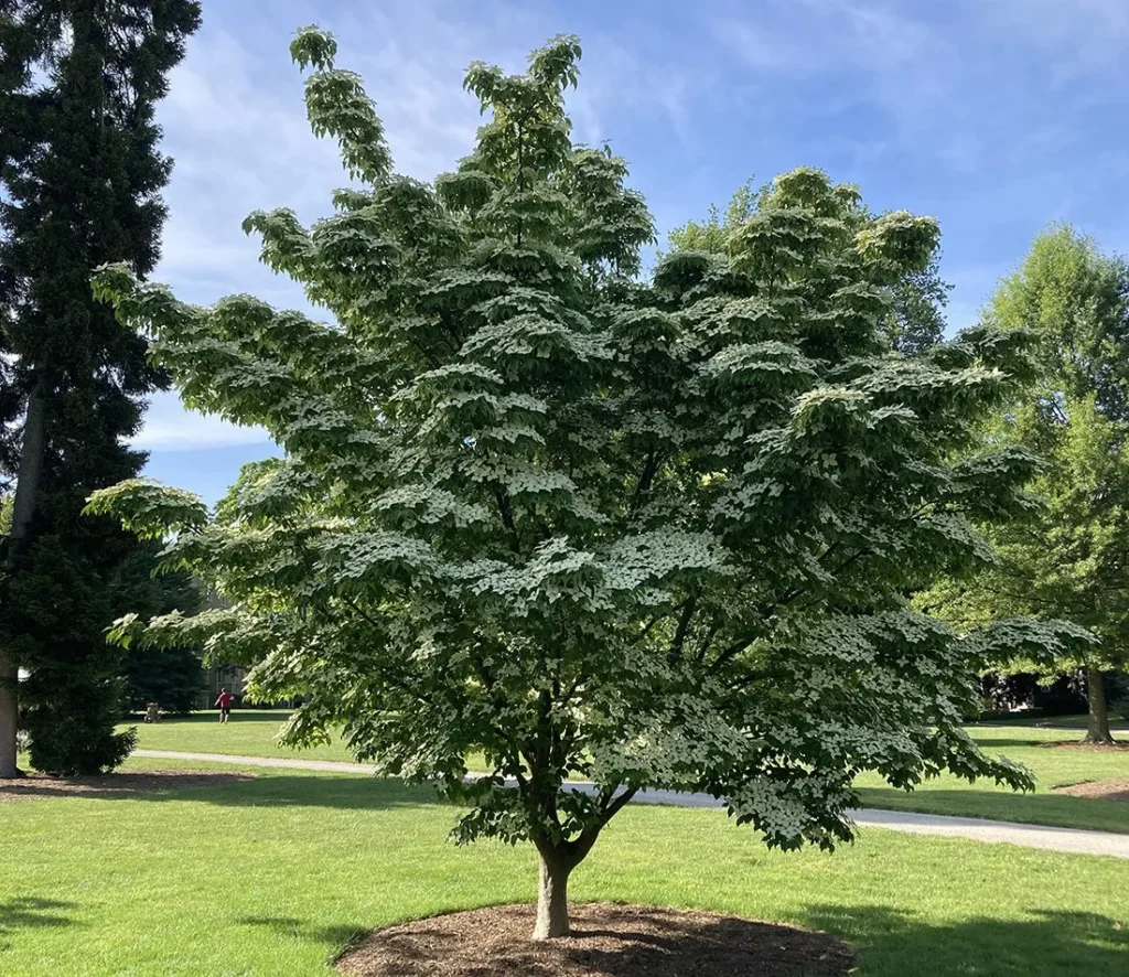 Chinese dogwood - Cornus kousa chinensis