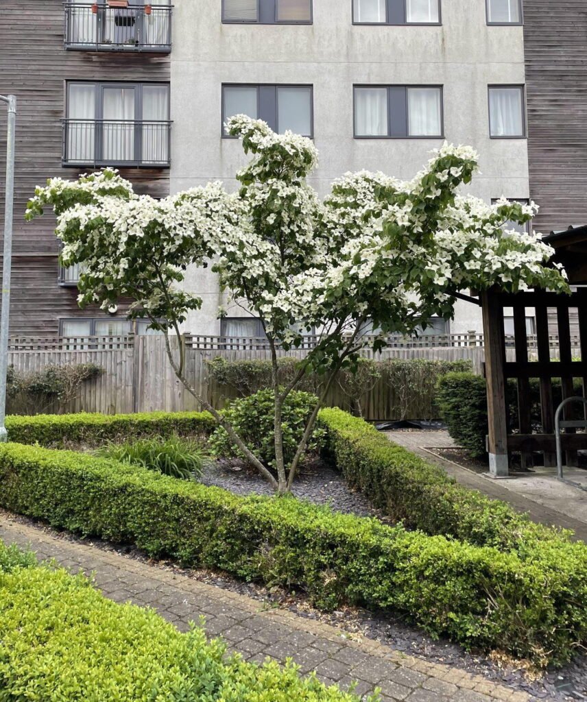 Japanese Dogwood - Cornus kousa