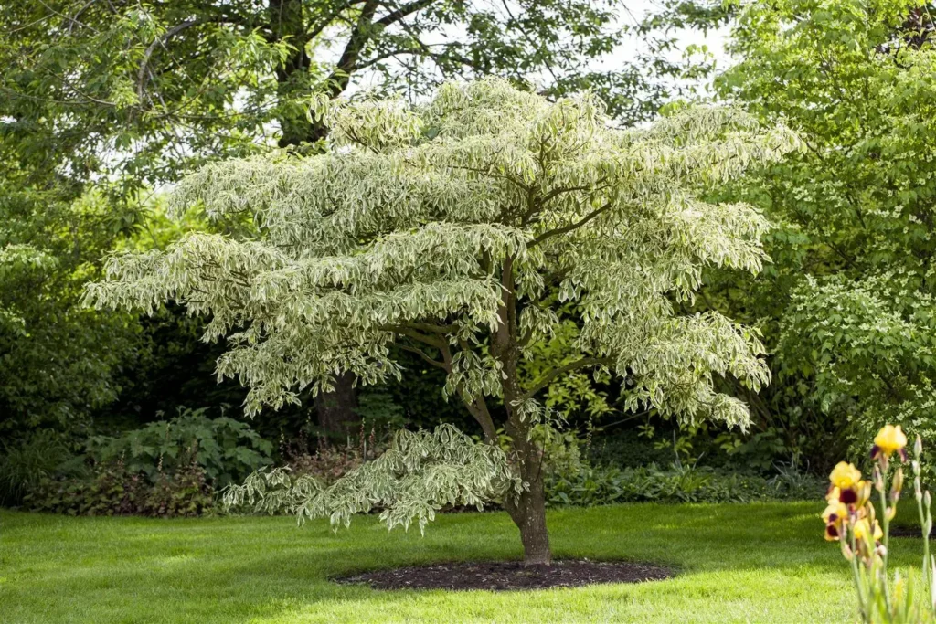 Giant Dogwood - Cornus controversa