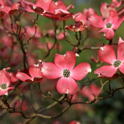 How to grow Flowering Dogwood (Cornus florida)
