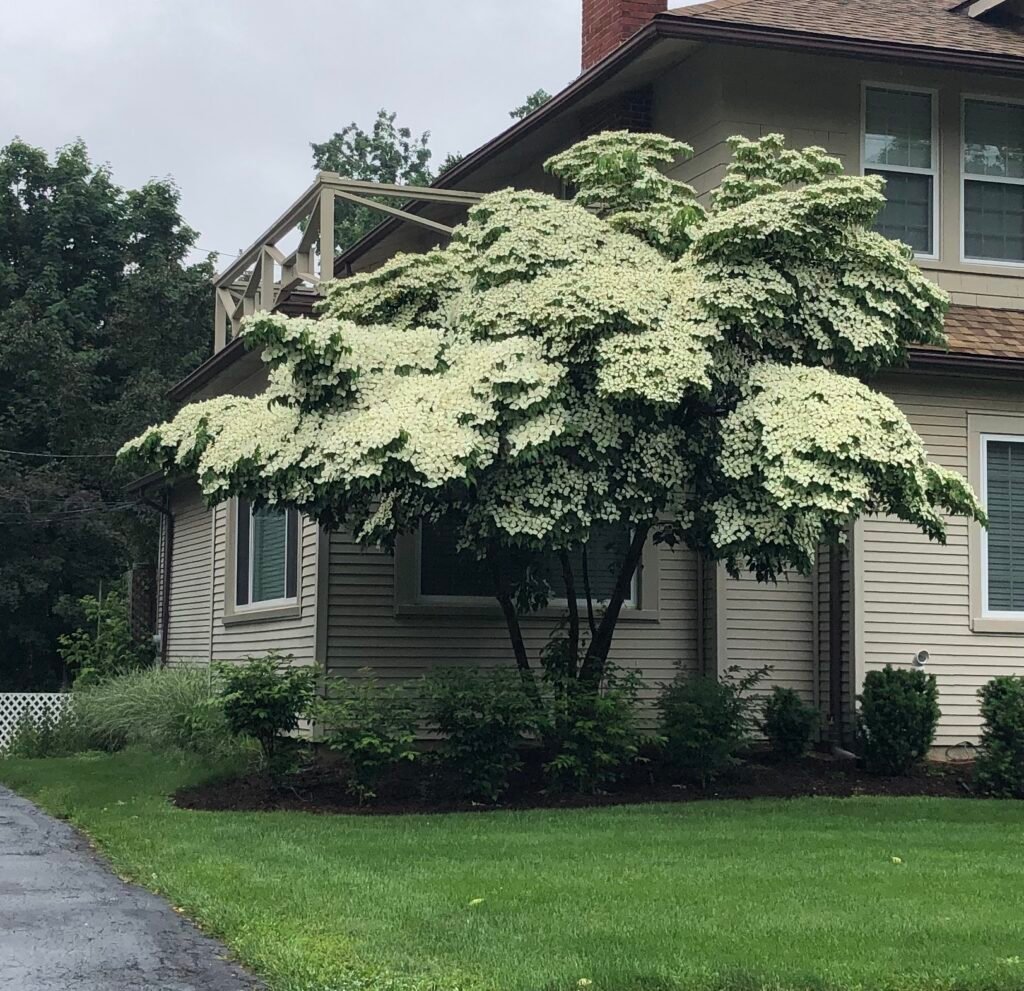 Japanese Dogwood - Cornus kousa