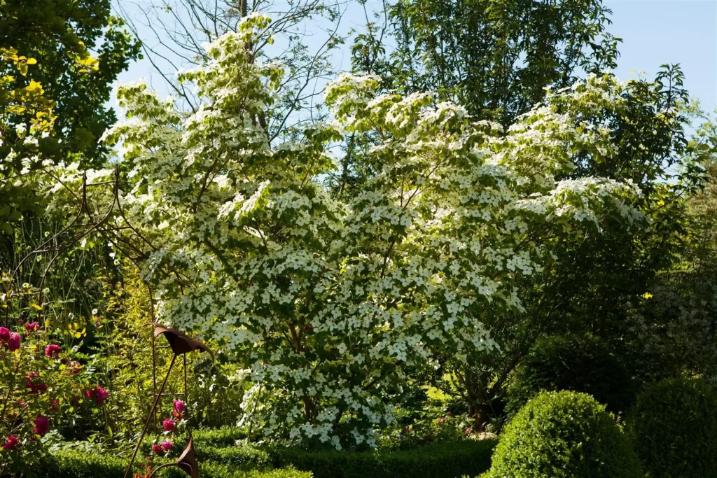 Chinese dogwood - Cornus kousa chinensis