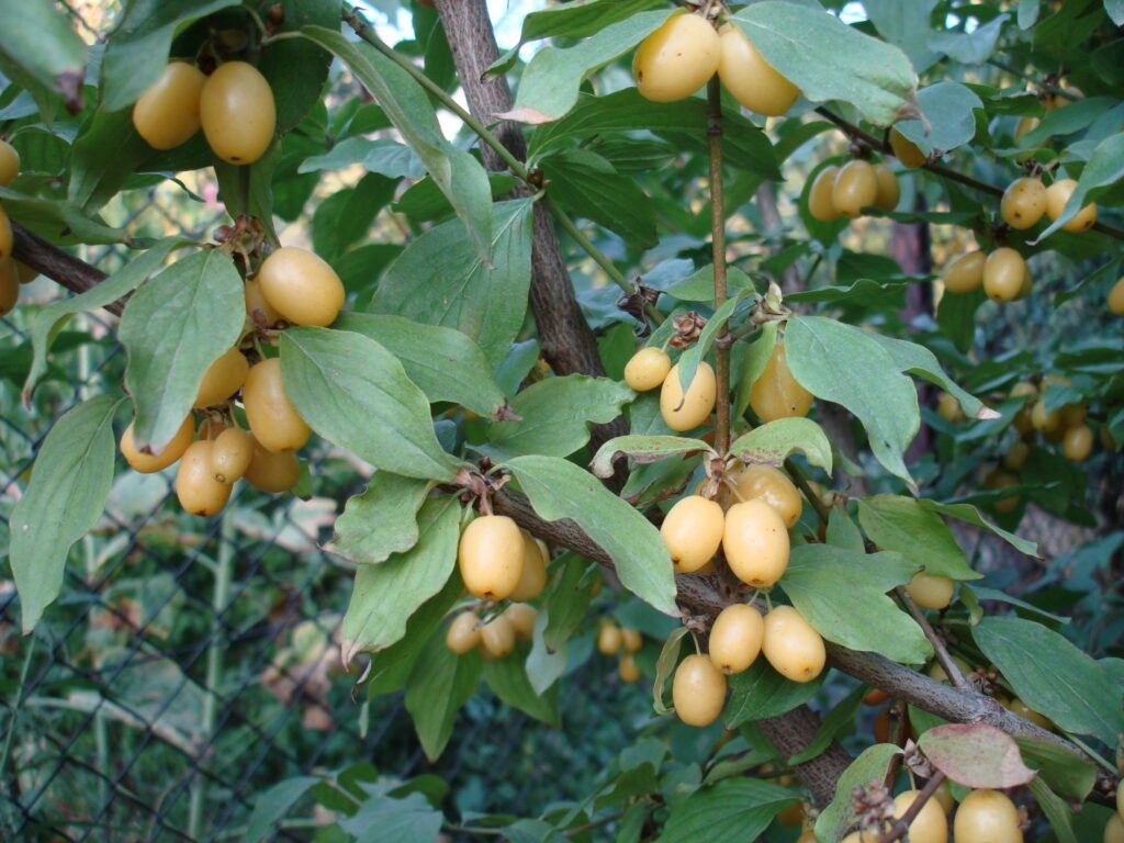 Cornelian Cherry - Cornus mas