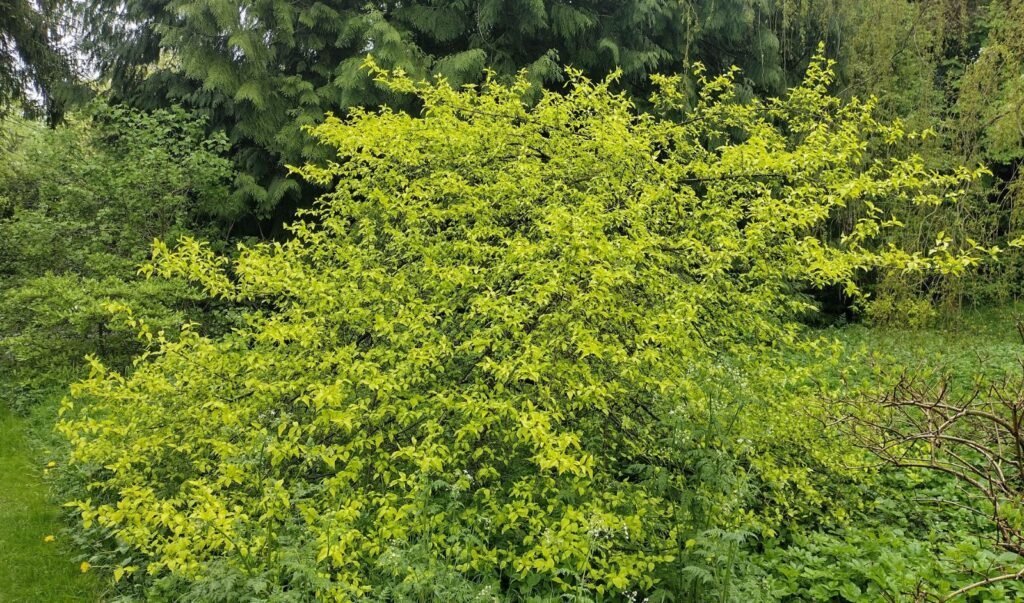 Cornelian Cherry - Cornus mas