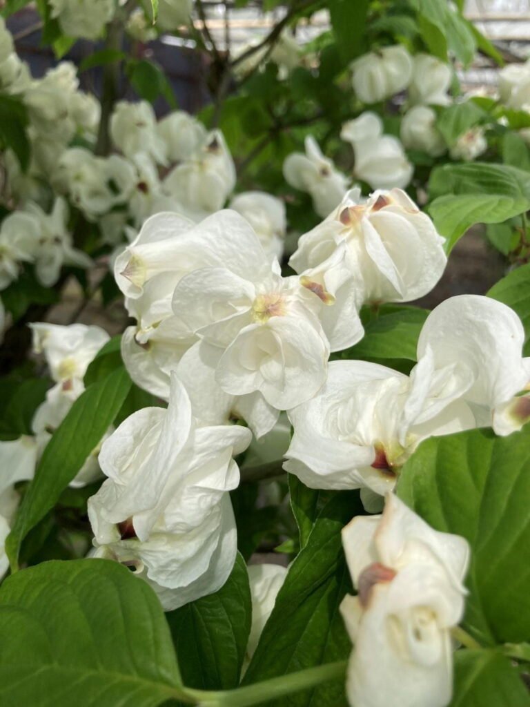 Flowering Dogwood - Cornus florida