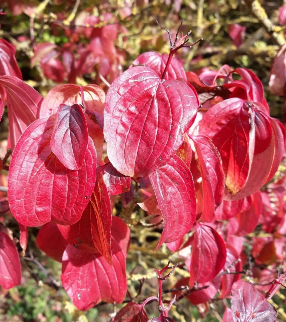 Bloodtwig dogwood - Cornus sanguinea