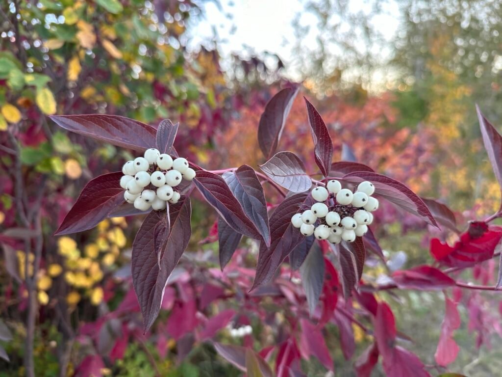 Red Osier Dogwood - Cornus sericea