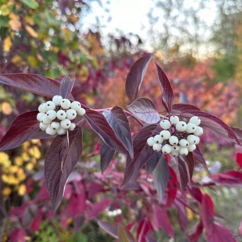 How to grow Red Osier Dogwood (Cornus sericea)