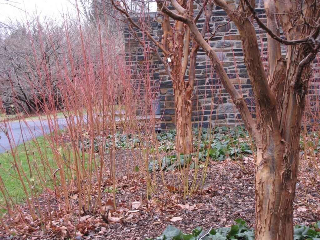 Red Osier Dogwood - Cornus sericea