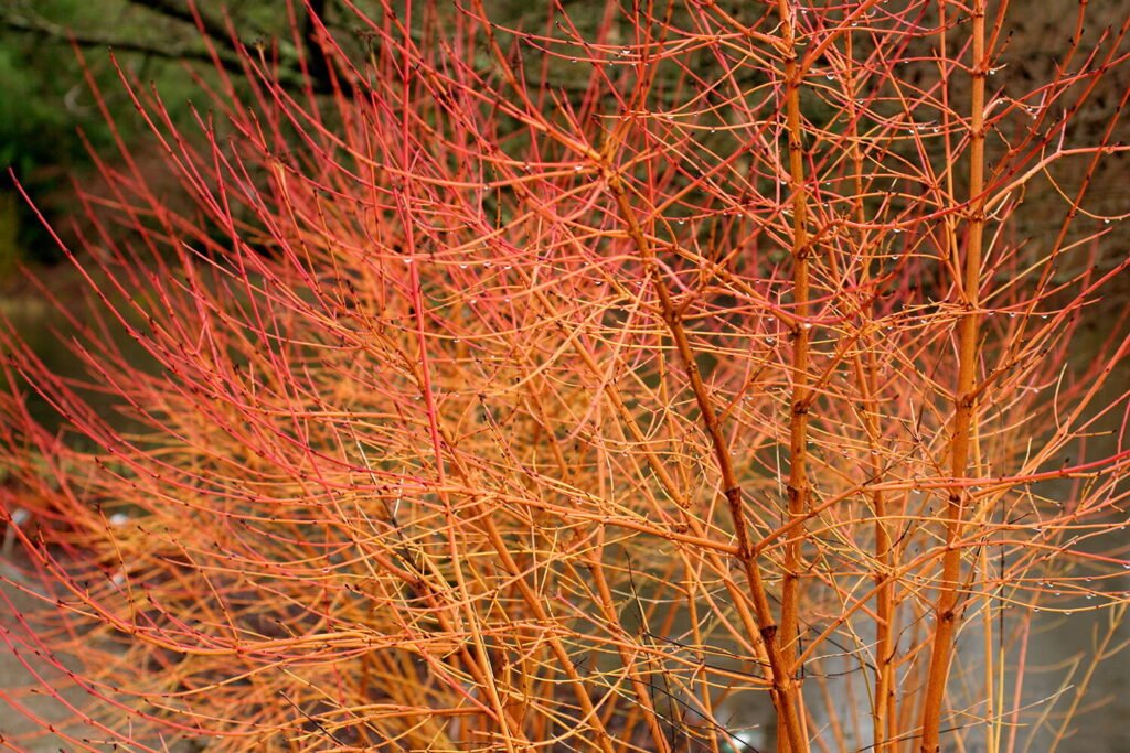 Bloodtwig dogwood - Cornus sanguinea