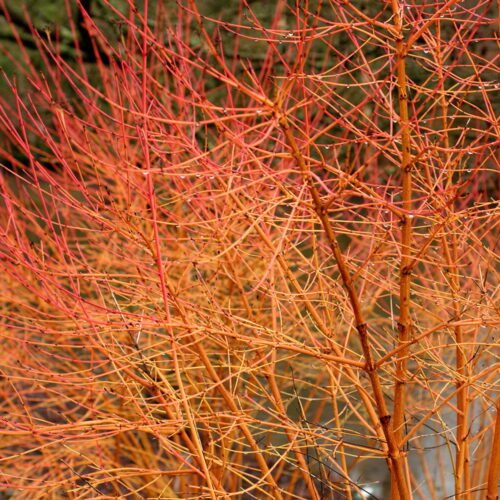 How to grow Bloodtwig dogwood (Cornus sanguinea)