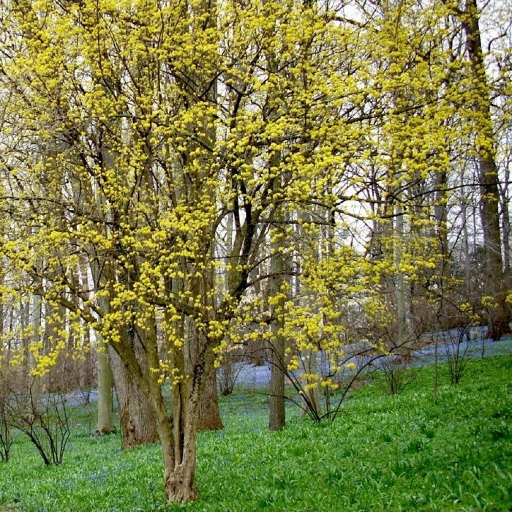 Cornelian Cherry - Cornus mas