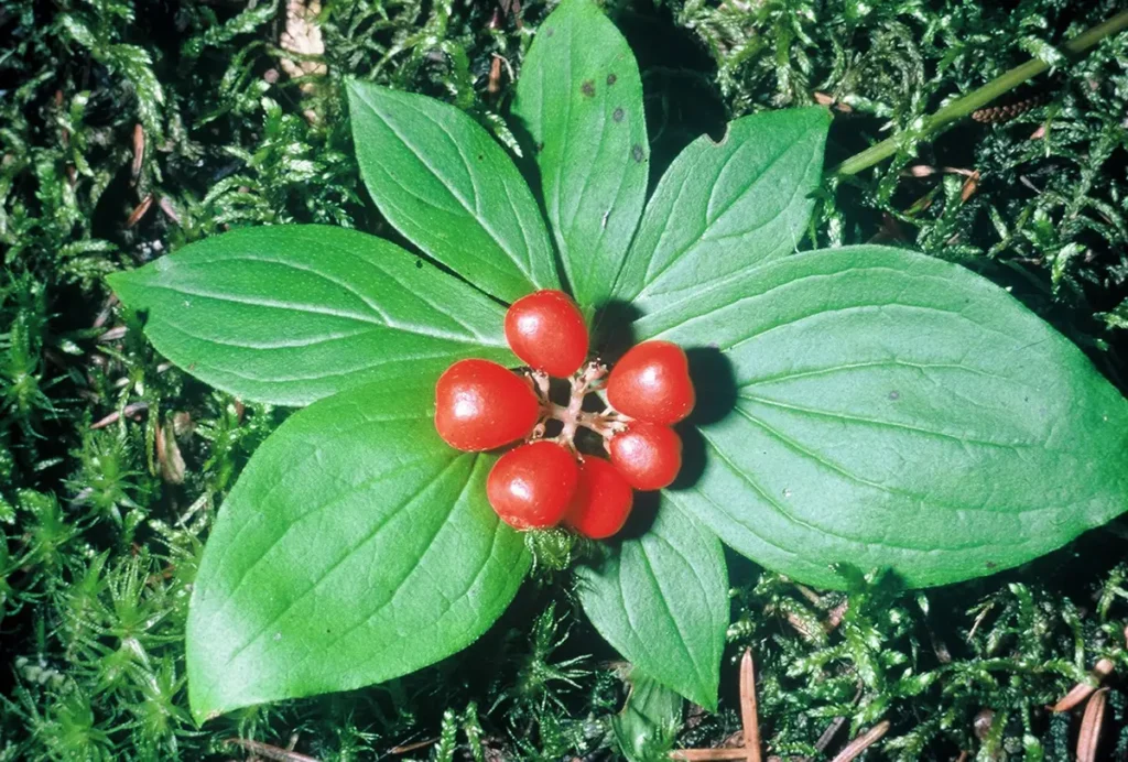 Creeping Dogwood - Cornus canadensis