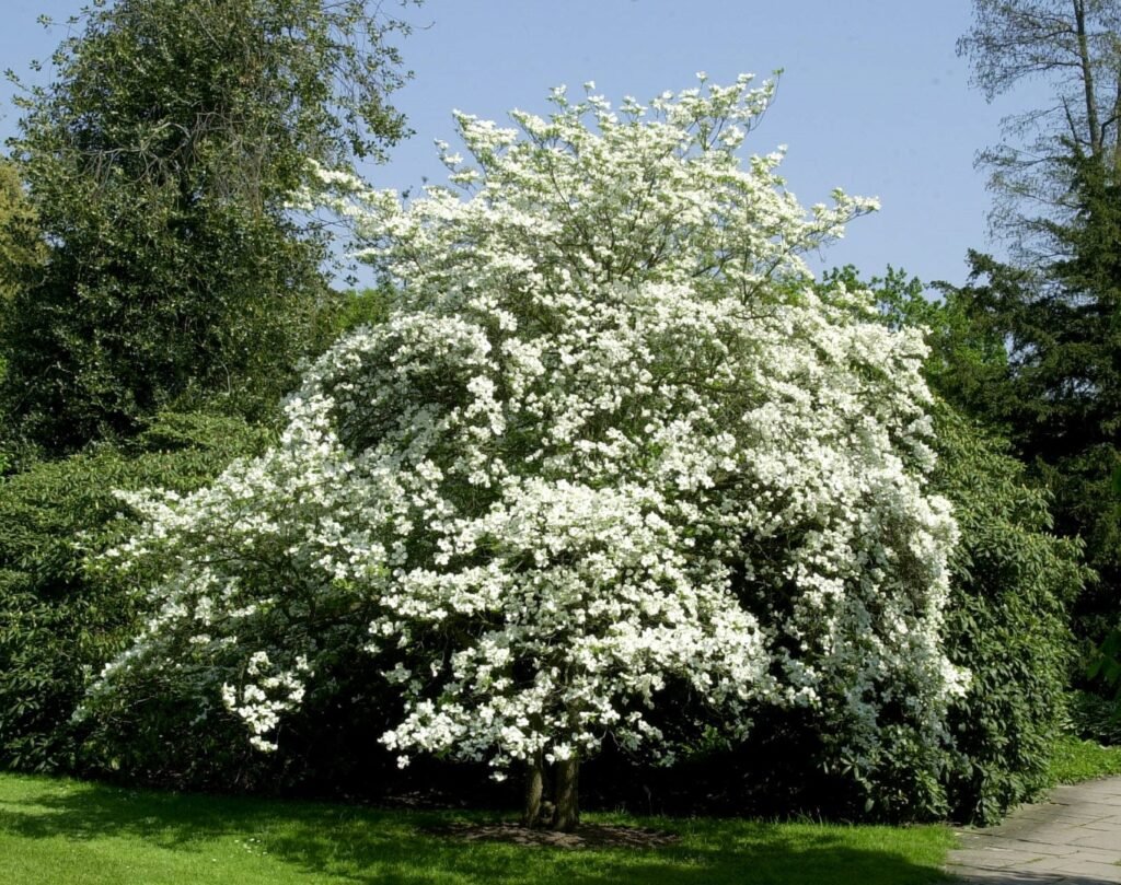 Flowering Dogwood - Cornus florida