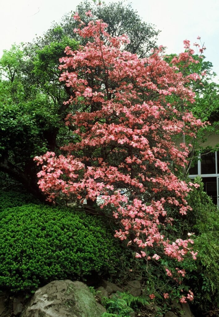 Flowering Dogwood - Cornus florida