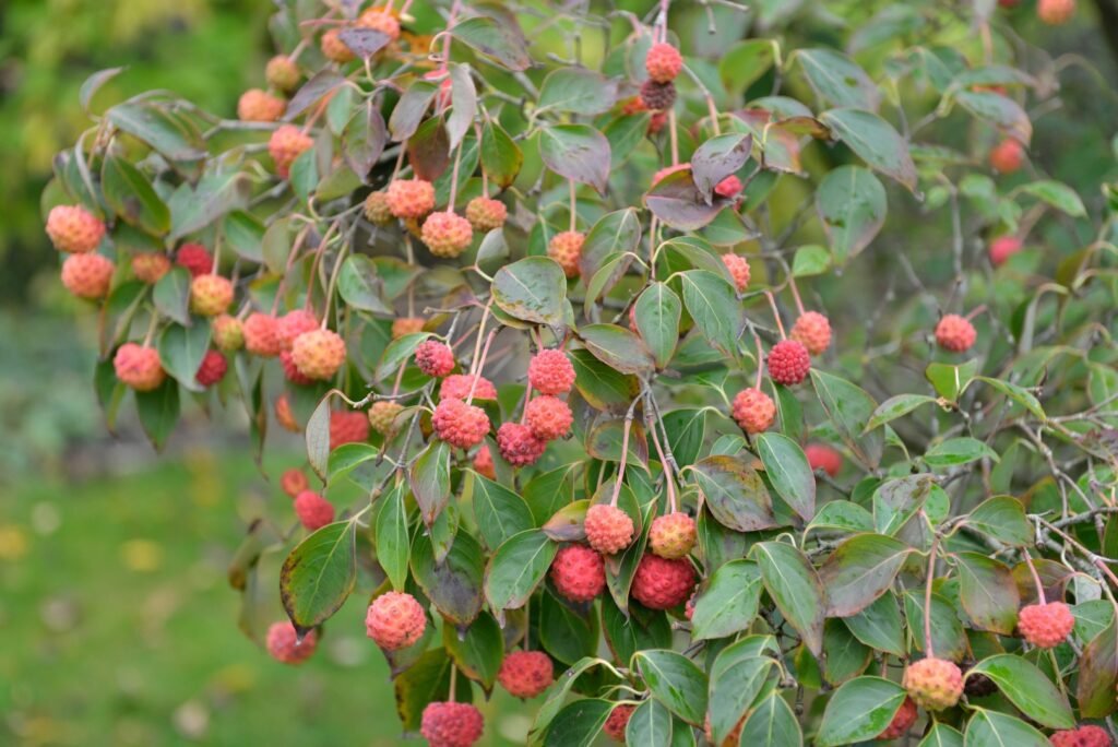 Chinese dogwood - Cornus kousa chinensis