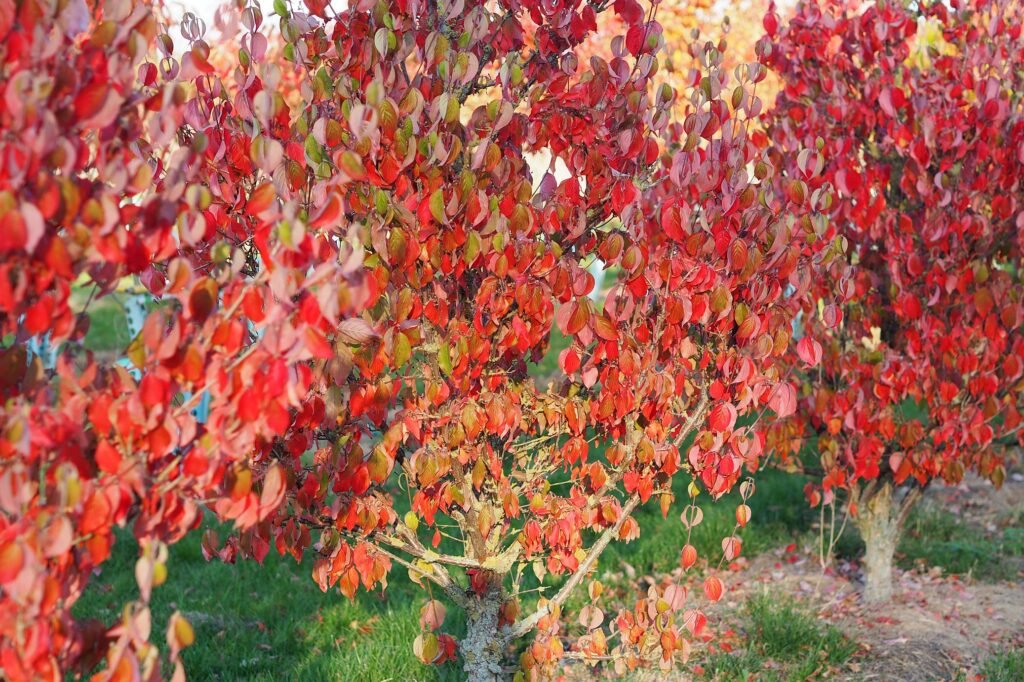 Japanese cornel - Cornus officinalis