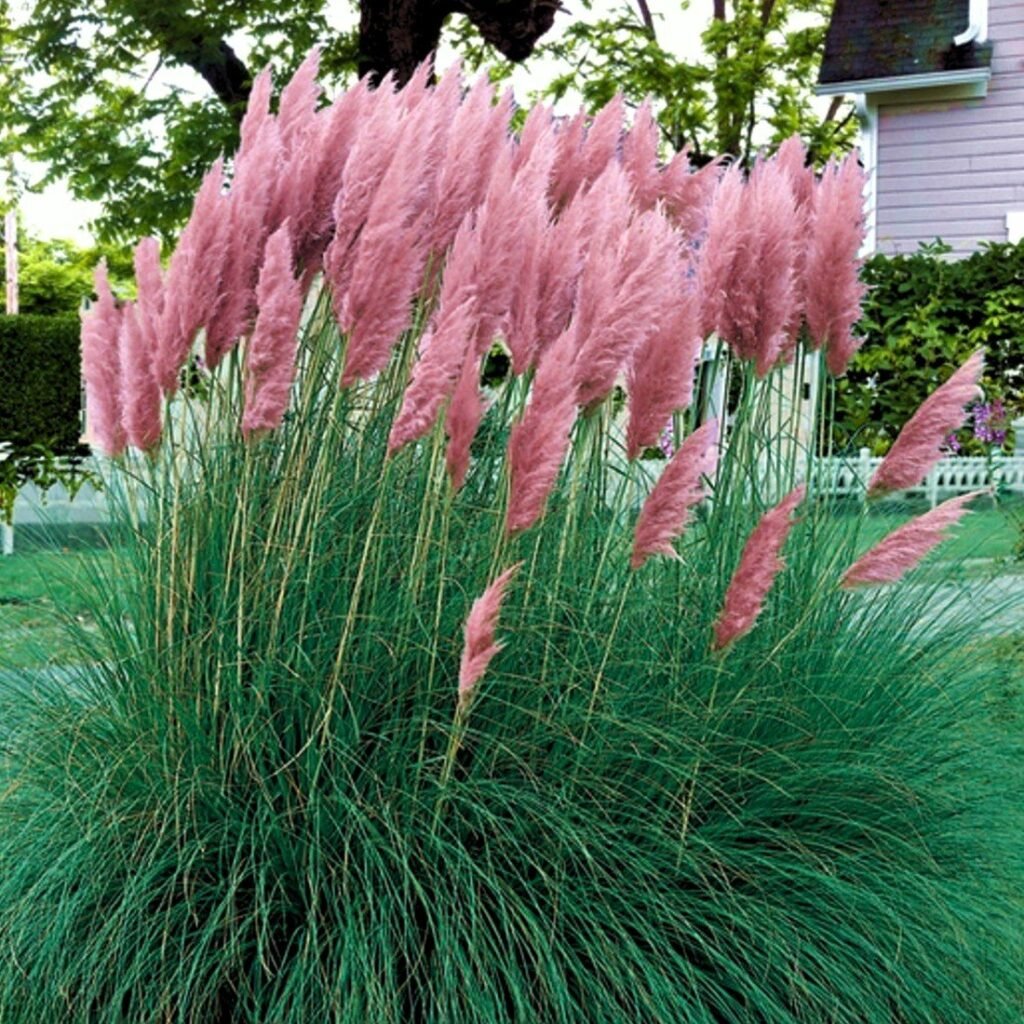Pampas Grass - Cortaderia selloana