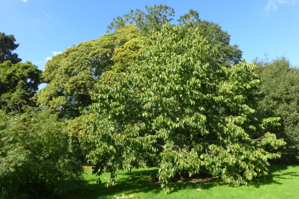 Siberian Filbert - Corylus heterophylla