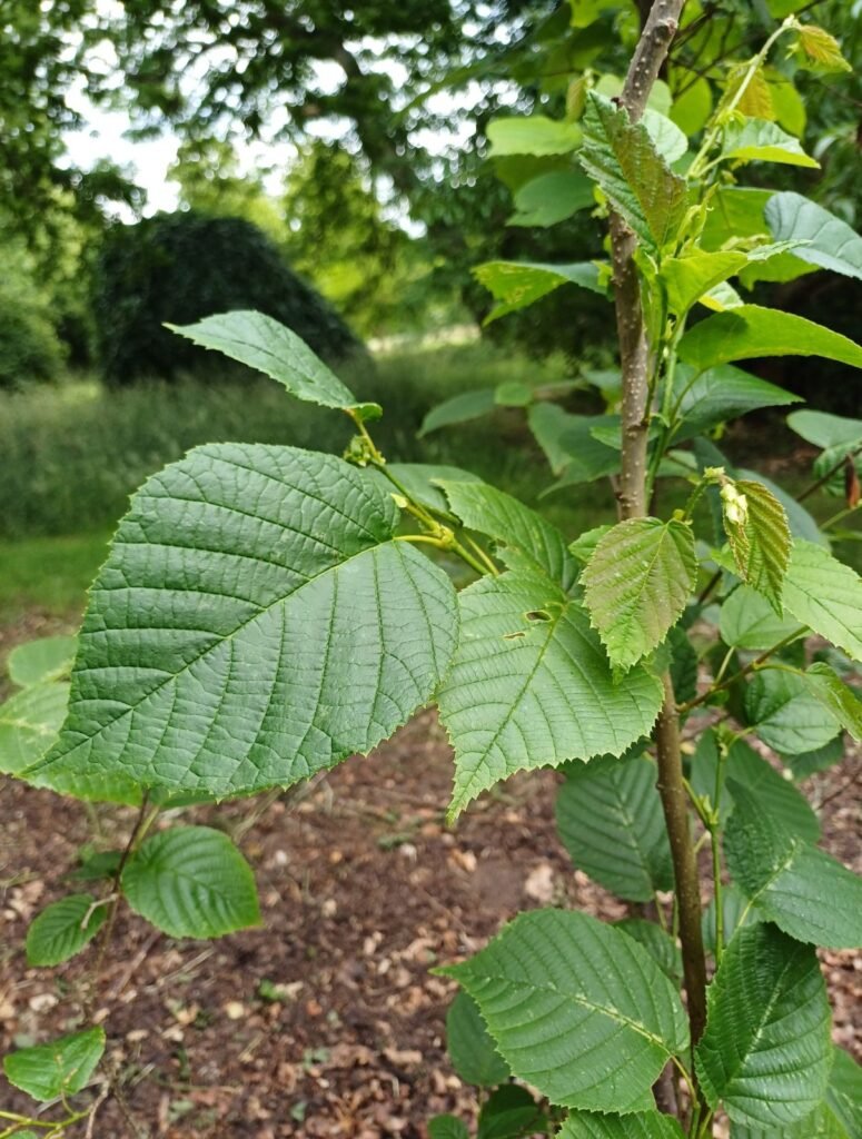 Siberian Filbert - Corylus heterophylla