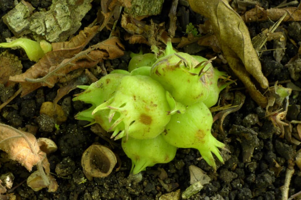 Siberian Filbert - Corylus heterophylla
