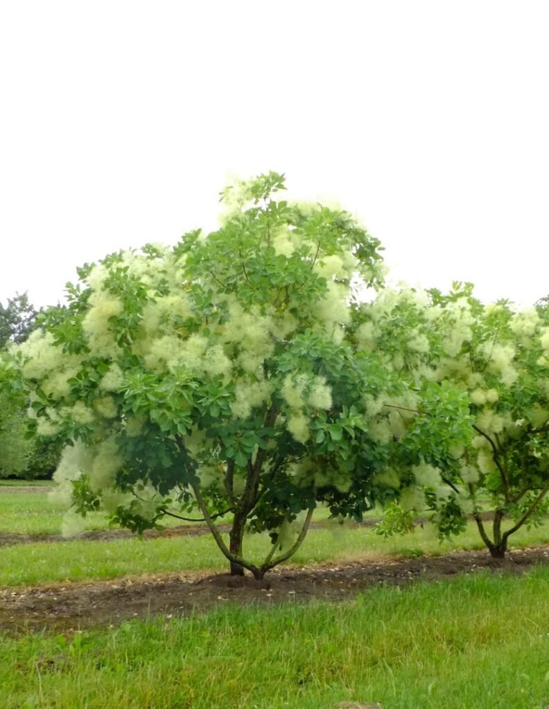 Smoke Tree - Cotinus coggygria