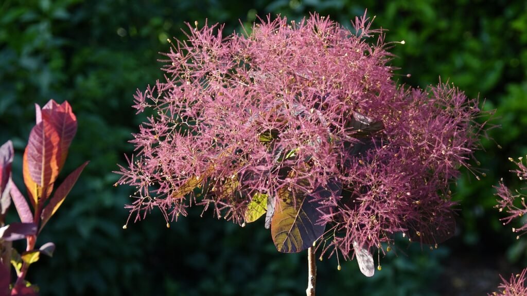 Grace Smoke Bush - Cotinus × dummeri