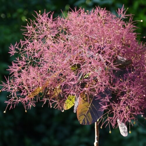 How to grow Grace Smoke Bush (Cotinus × dummeri)