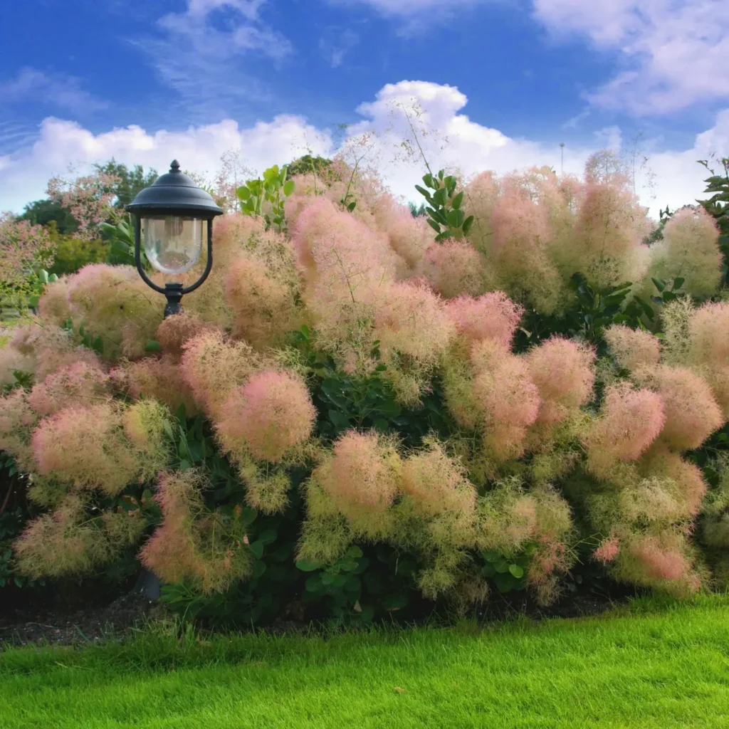 Smoke Tree - Cotinus coggygria