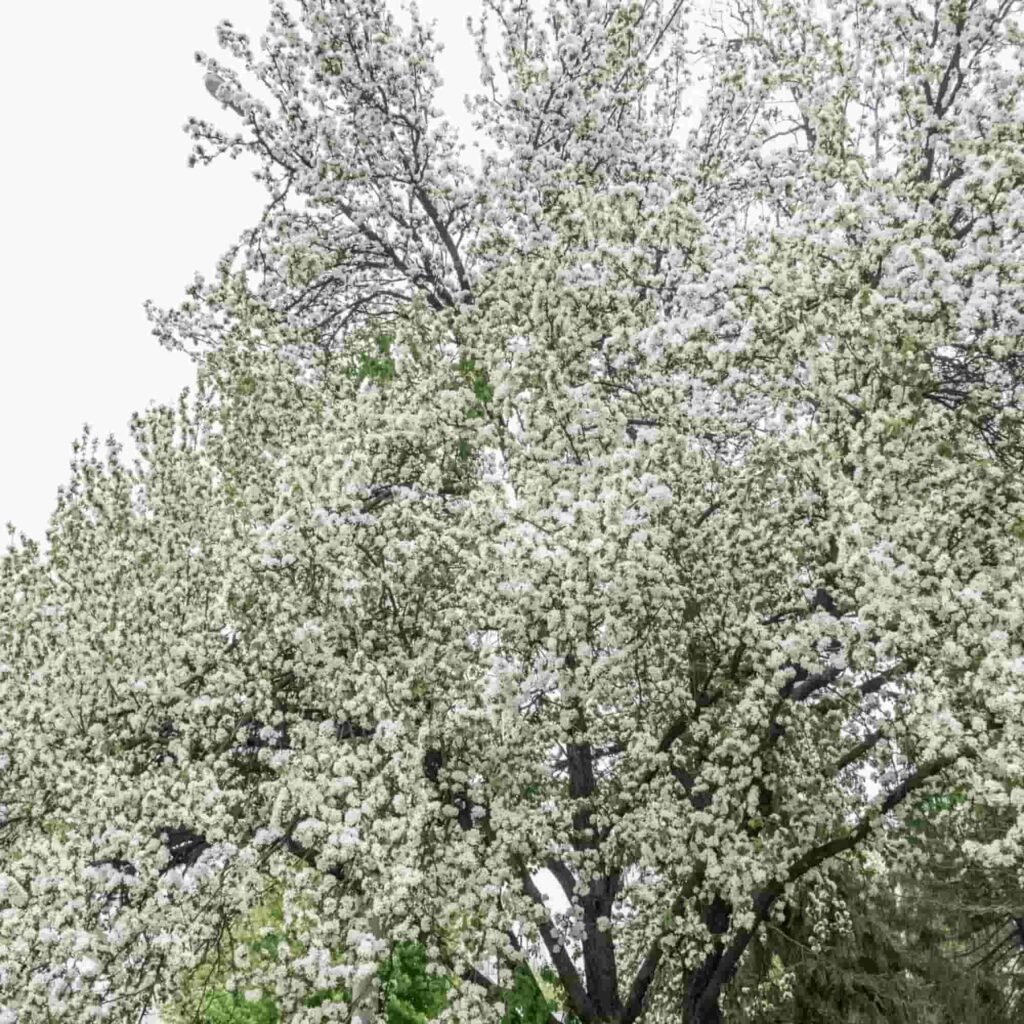 Crab Apple - Malus sylvestris