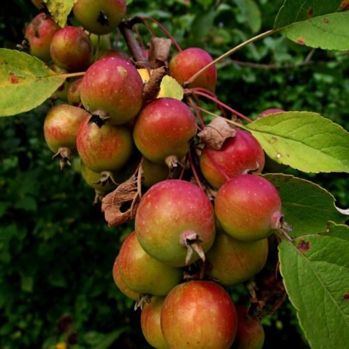 How to grow Crab Apple (Malus sylvestris)