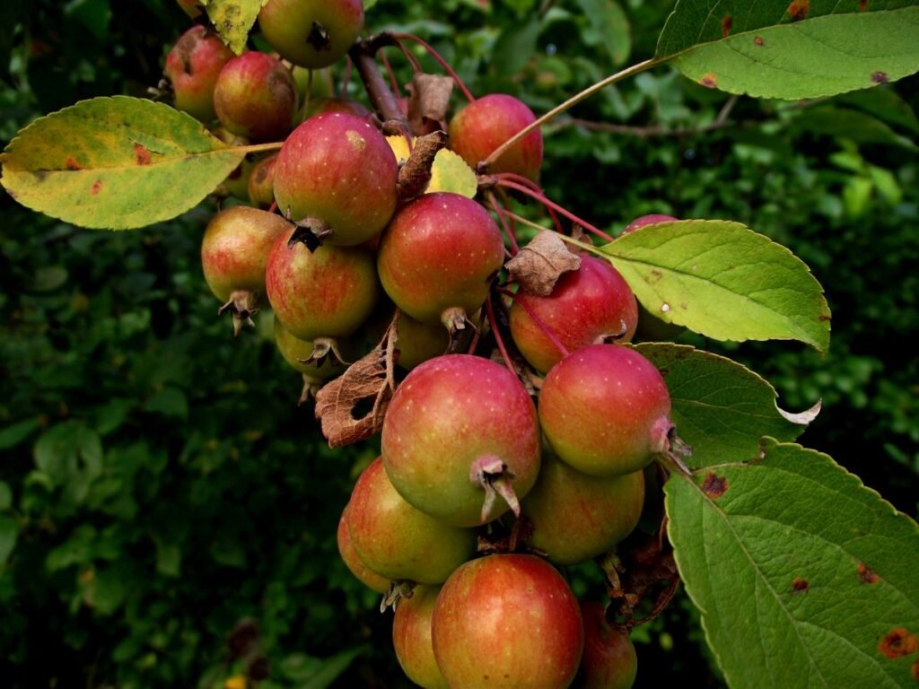 European crab apple - Malus sylvestris