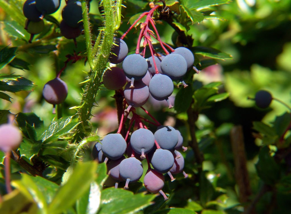 Darwin's Barberry - Berberis darwinii
